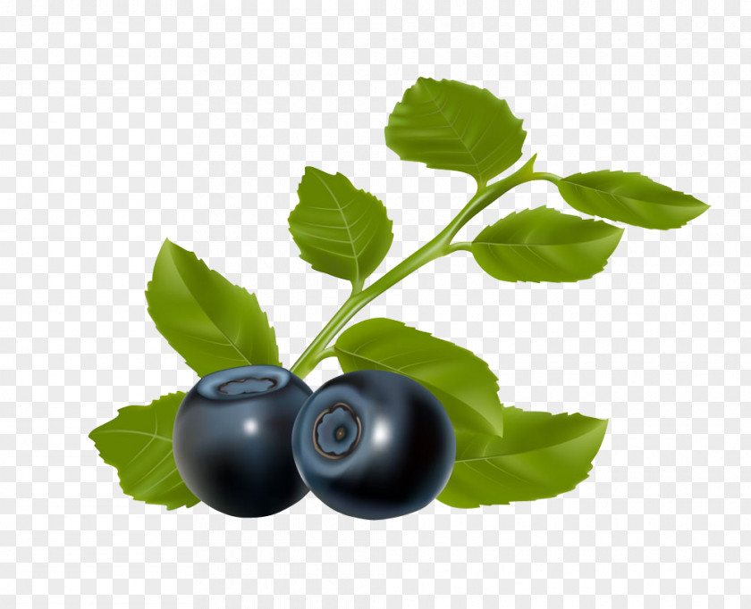 Ripe Blueberry Arbutin Chokeberry Clip Art PNG