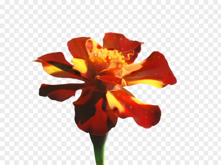 Wildflower Amaryllis Belladonna Lily Flower Cartoon PNG