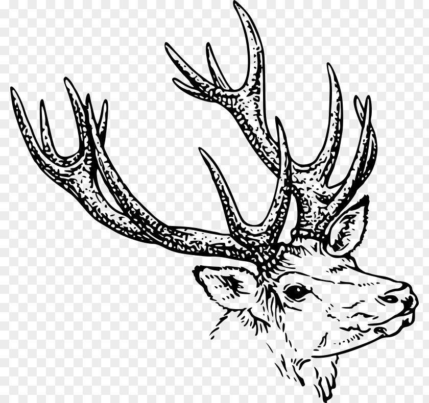 Deer Antlers Line Art Drawing Clip PNG