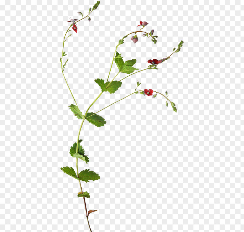 Flower Plant Botany Vine PNG