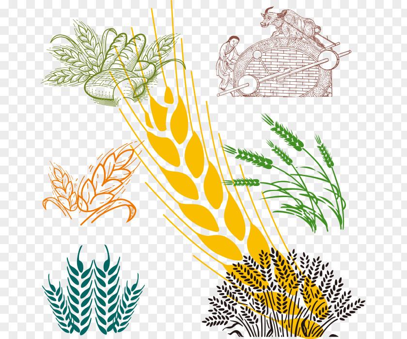Hand Painted Wheat Cartoon Clip Art PNG