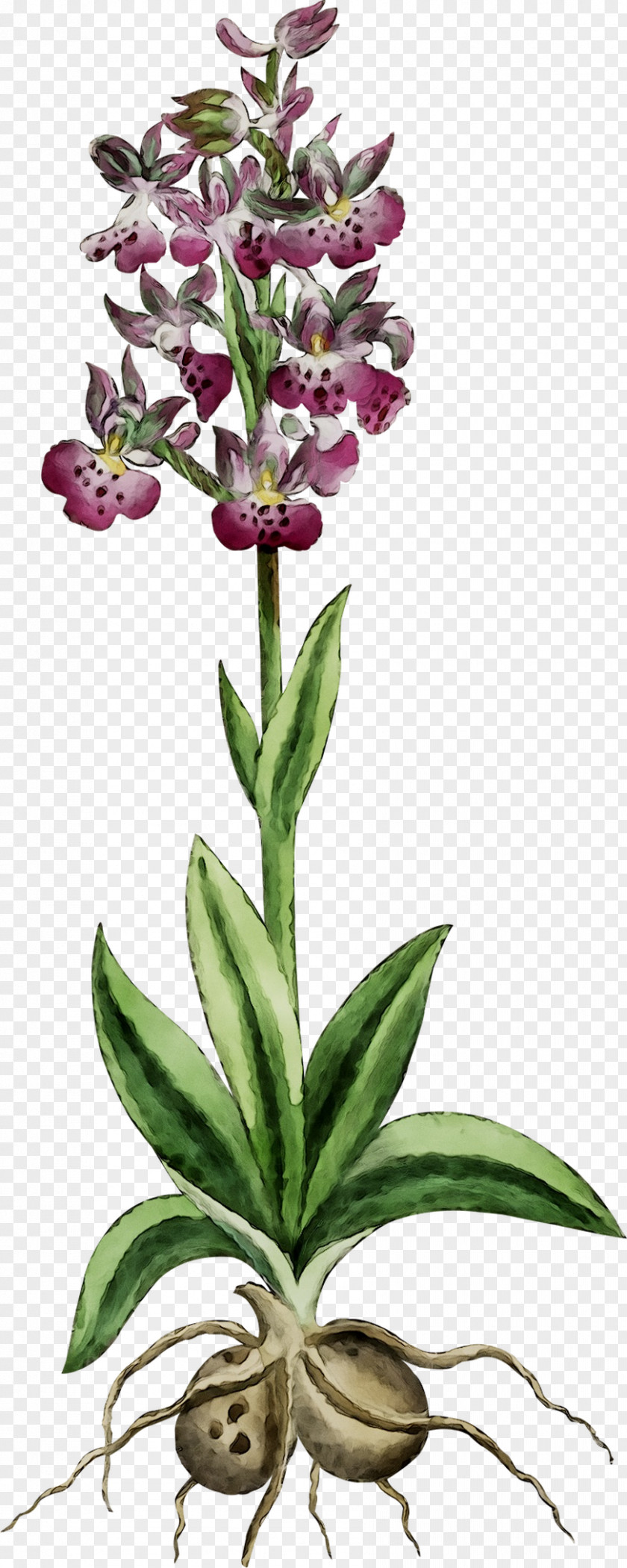 Orchids Herbaceous Plant Stem Terrestrial Plants PNG