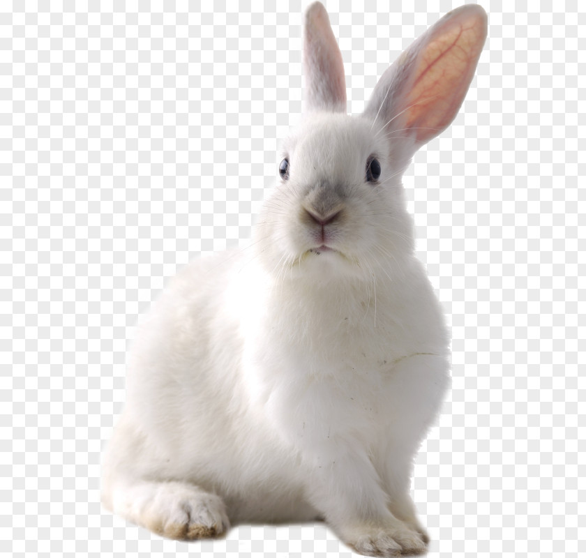 Rabbit Cruelty-free Domestic Hare Easter Bunny PNG
