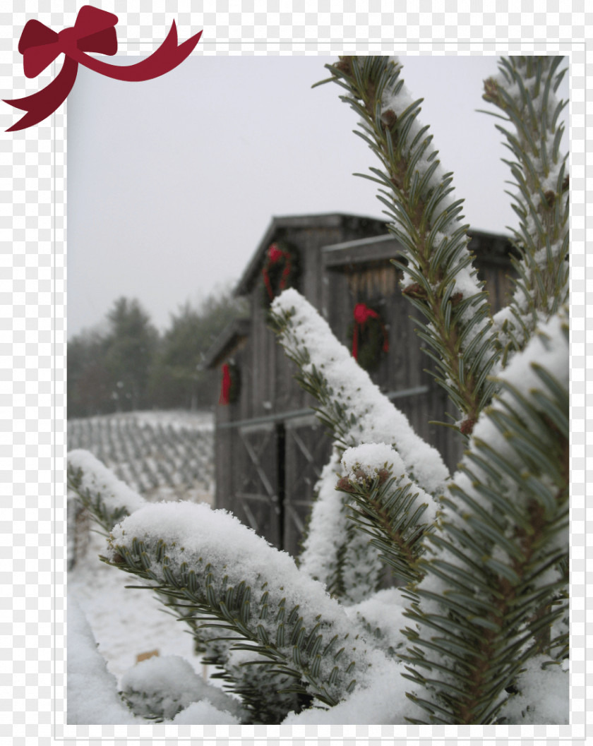 Snow Fir Christmas Ornament Spruce Pine PNG