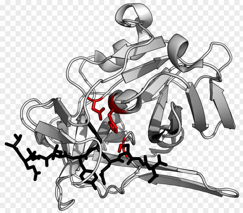 TEV Protease Tobacco Etch Virus Peptide Bond Enzyme PNG