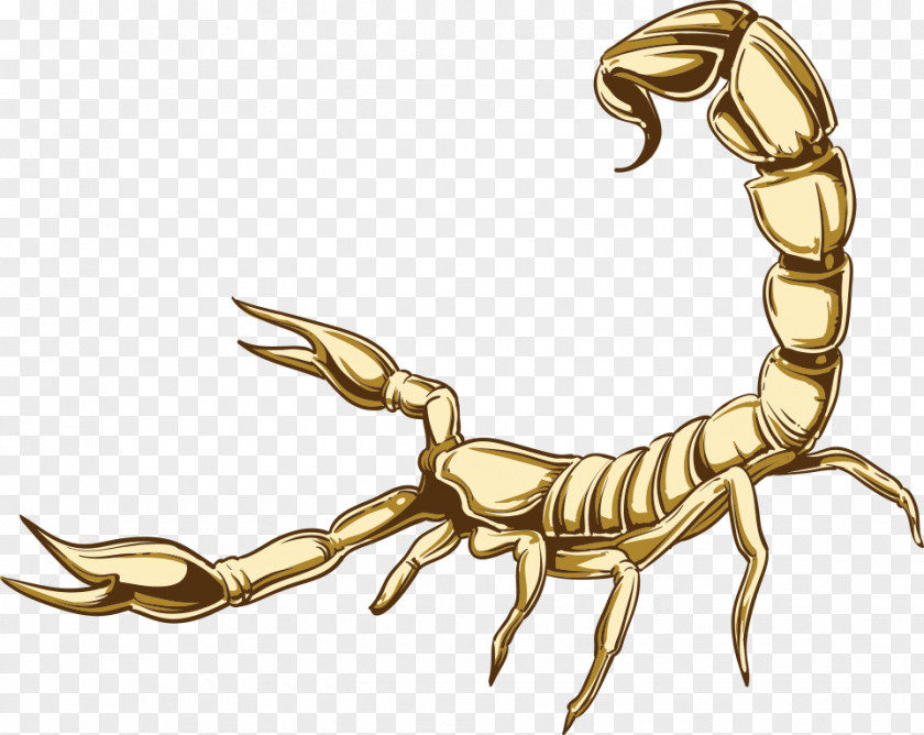 Vector Scorpion Cartoon Illustration PNG