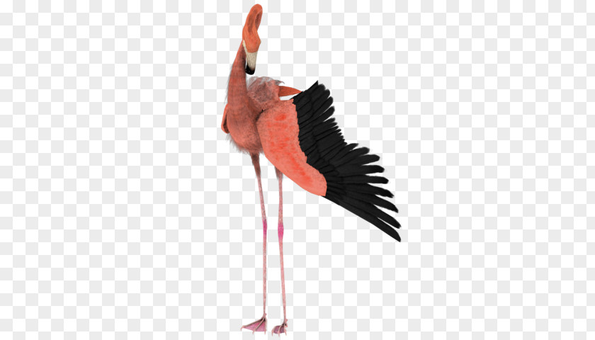 Bird Flamingo Drawing Flight PNG
