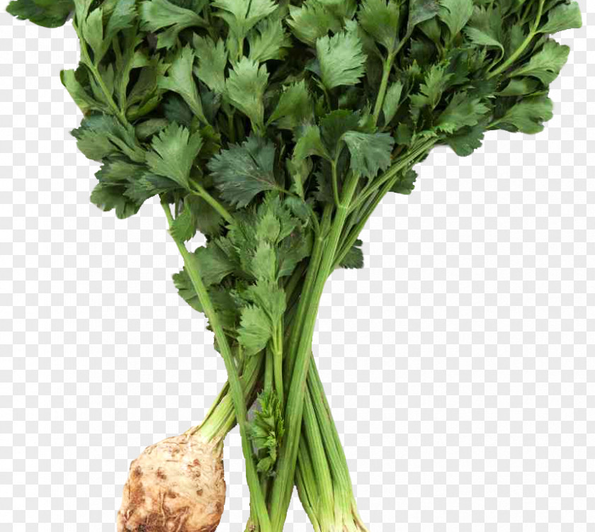 Celery Leaves Celeriac Vegetable Food Clip Art Leaf PNG