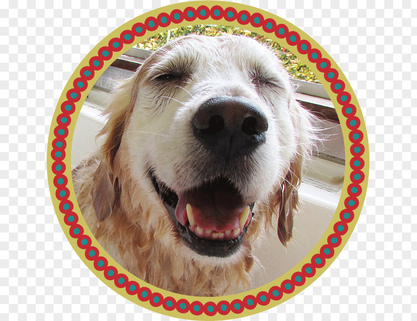 Golden Retriever Dog Breed トリミングスタジオ４-ＤＯＧＳ Spaniel Microbubbles PNG