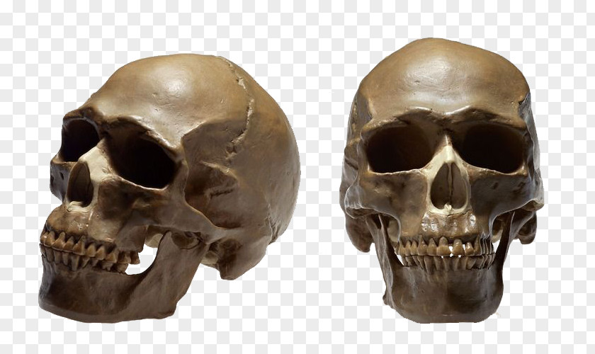 Human Skeleton Cranial Head Skull No Homo Sapiens Therapy Ga PNG