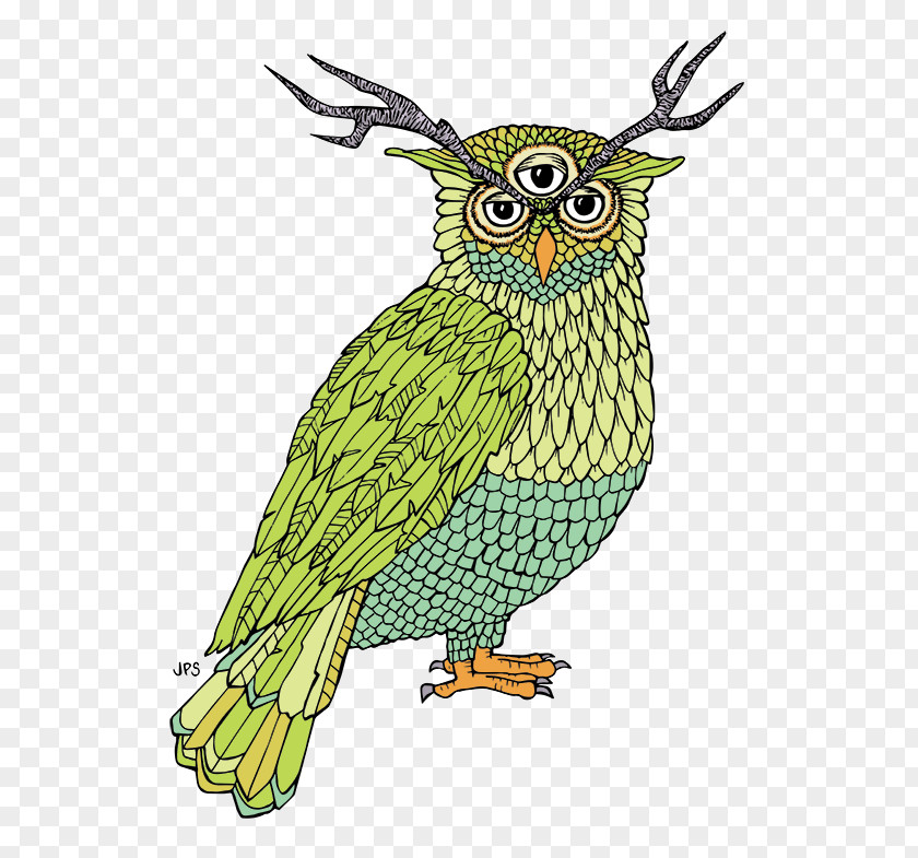 Owl Beak Coloring Book Feather PNG