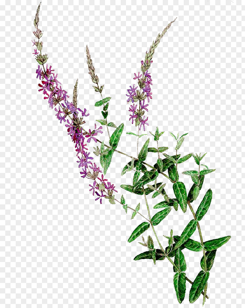 Painting Royalty-free Purple Loosestrife PNG