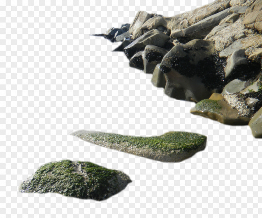 Sea Rock Seaweed PNG