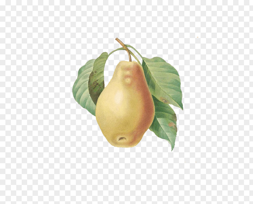 Yellow Pear European Fruit Printmaking Botany Illustration PNG