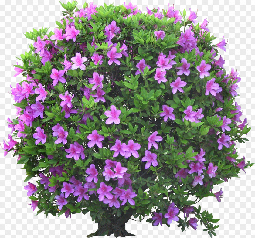 Flower Psd Garden Shrub PNG