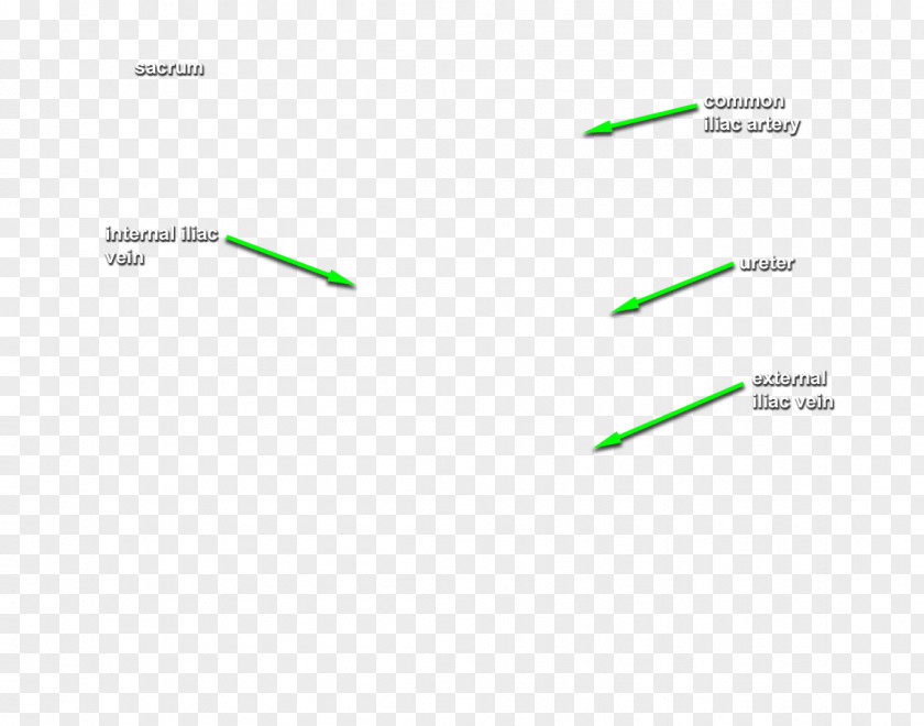 Line Brand Diagram PNG