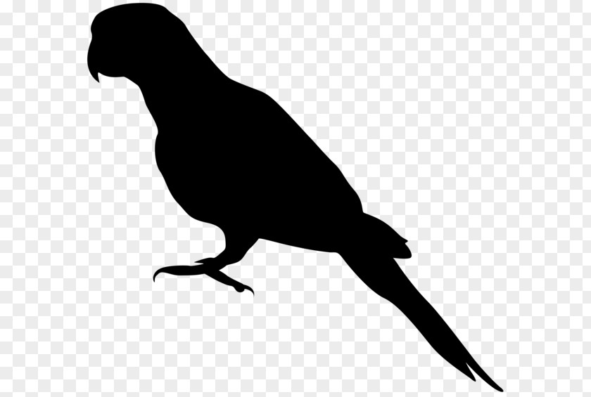 Silhouettes Parrot Bird Drawing Silhouette Clip Art PNG