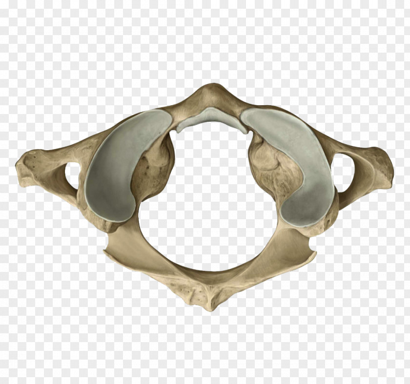 Bones Atlas Conus Medullaris Thoracic Vertebrae Sacrum Anatomy PNG