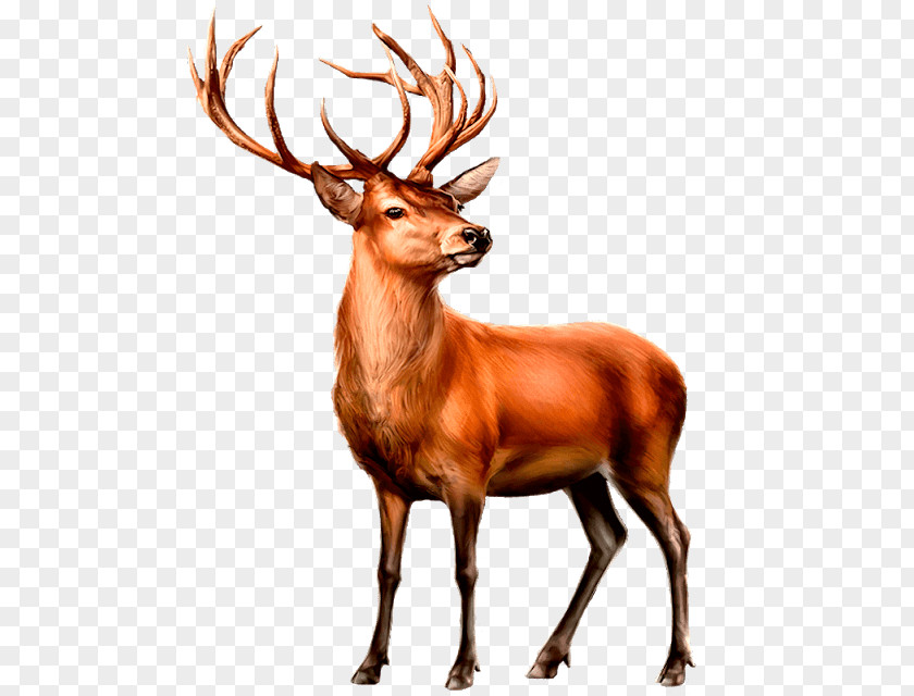 Deer Red Moose White-tailed Elk PNG