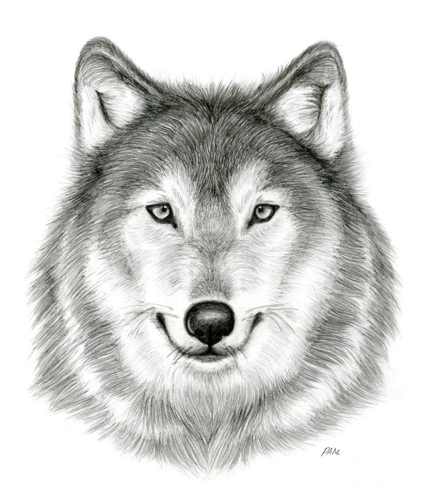 Wolf Gray Drawing DeviantArt Pencil Sketch PNG