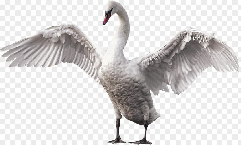 Beautiful Goose Mute Swan Bird Gray Wolf Horse PNG