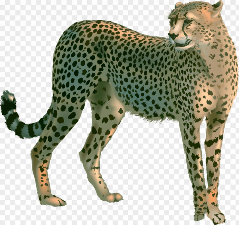 Cheetah Leopard Clip Art Lion PNG