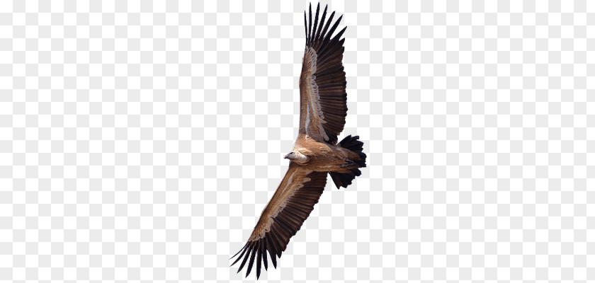 Eagle Turkey Vulture Egyptian Griffon Clip Art PNG