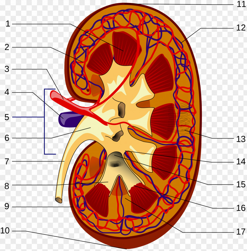 Kidney Renal Hilum Pelvis Artery Capsule PNG