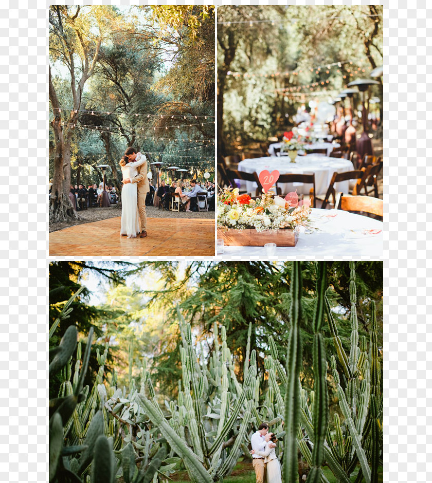 Lawn Wedding Floral Design Photography Bridegroom PNG