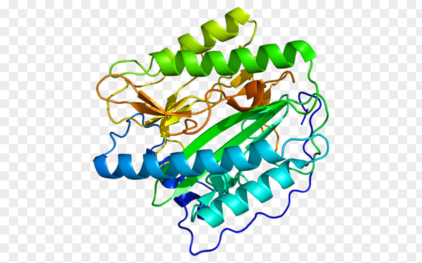 METAP1 Methionyl Aminopeptidase Protein Enzyme PNG