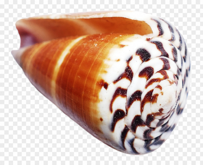 Ocean Shell Icon PNG