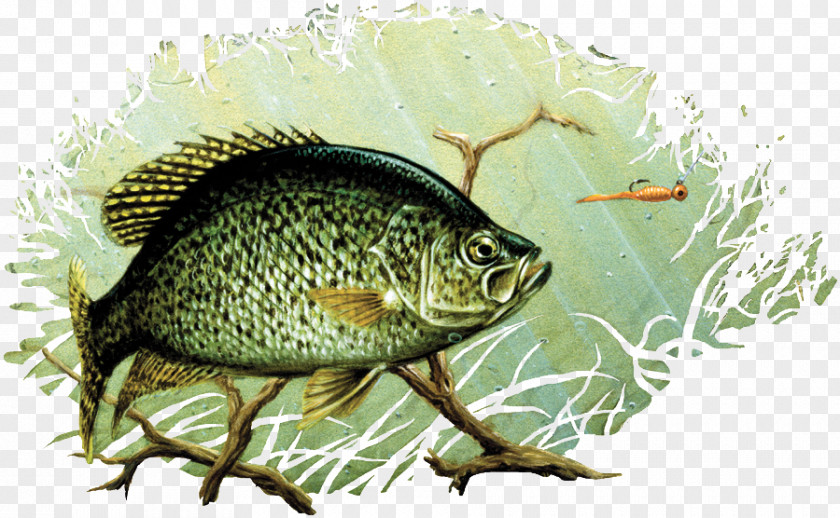 Sand Dust Black Crappie Drawing Painting Largemouth Bass Art PNG