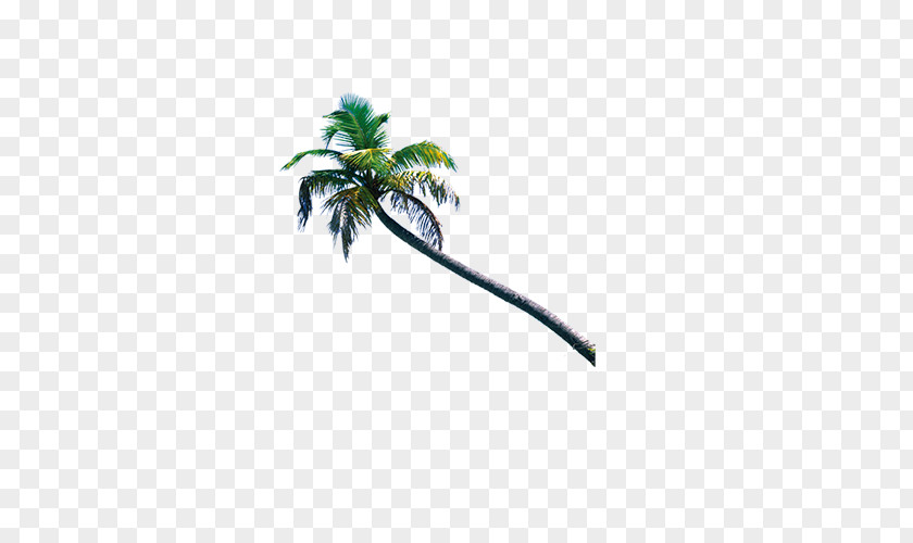 A Shady Coconut Tree Download PNG