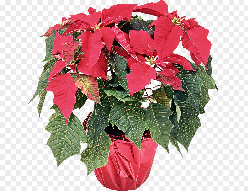 Annual Plant Anthurium Flower Red Poinsettia Leaf PNG