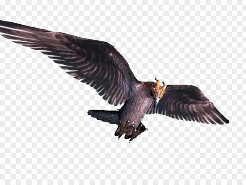 Black Birds Bird Flight Vulture PNG