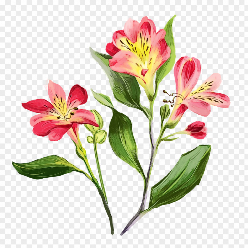 Lily Of The Incas Cut Flowers Floral Design PNG
