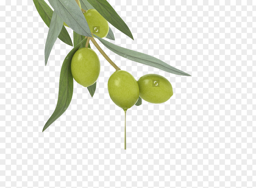 Olives Lotion Cosmetics Olive Oil Skin Care PNG