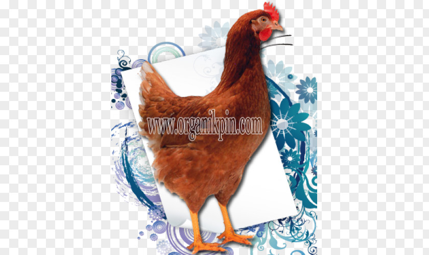 Rhode Island Red Rooster Leghorn Chicken Malay Breed PNG