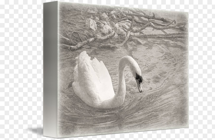 White Swan Cygnini Duck Bird Anatidae Waterfowl PNG