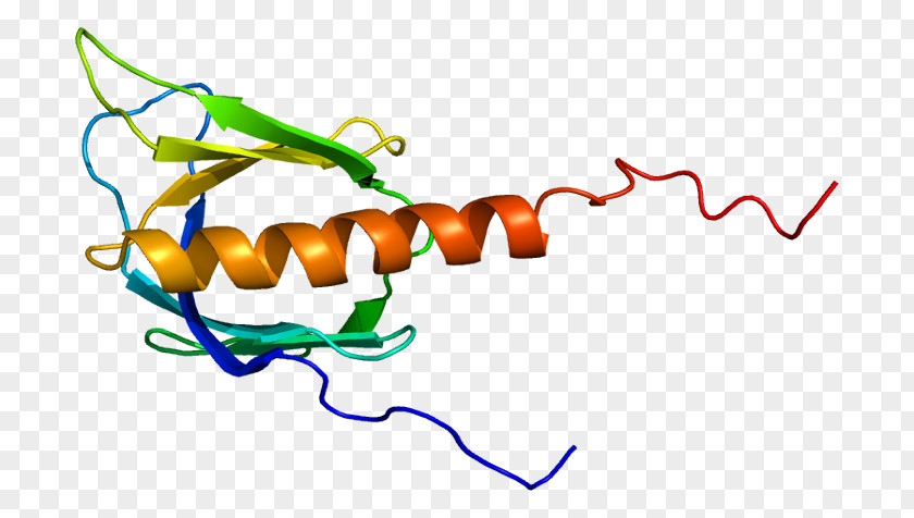 Beta Adrenergic Receptor Kinase Protein A Adrenaline PNG