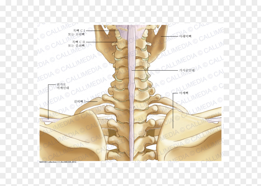 Finger Neck Ligament Bone Anatomy PNG