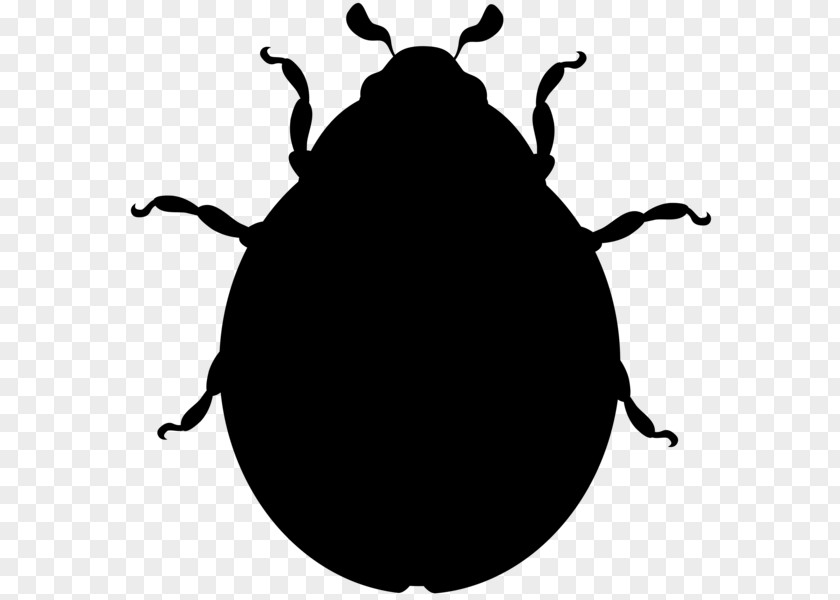 Ladybird Beetle Clip Art Image PNG