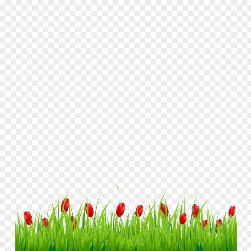 Lawn Flower Green Grass Background PNG