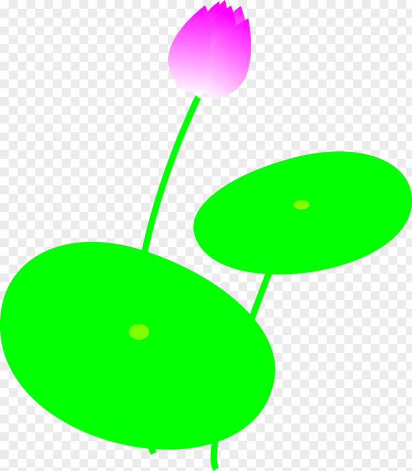 Lotus Plane Nelumbo Nucifera PNG