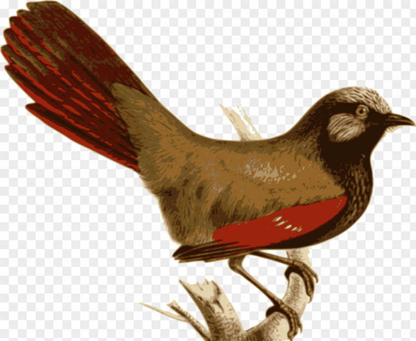 Bird Vertebrate Laughingthrush Feather Garrulax PNG