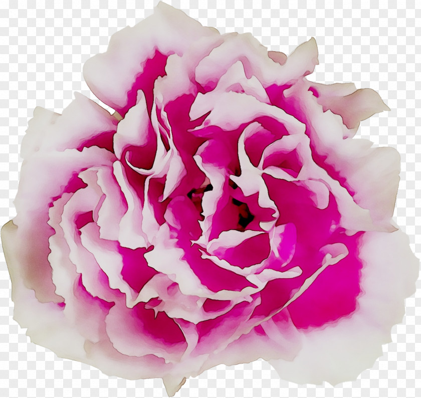 Cabbage Rose Garden Roses Cut Flowers Floral Design Peony PNG