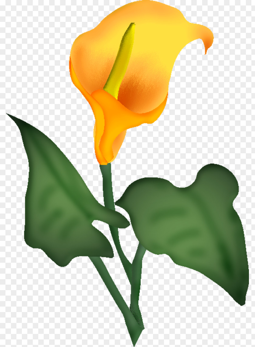 Fond Couleur Cut Flowers Blume Drawing Centerblog PNG