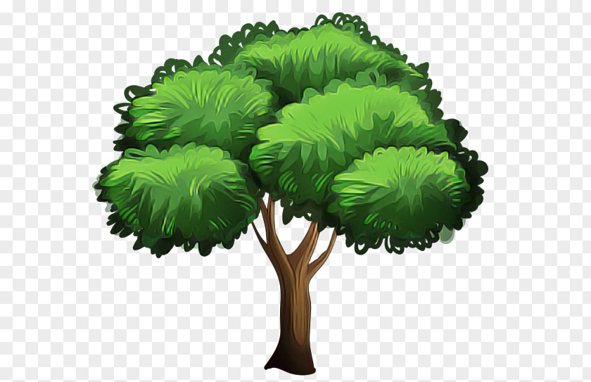 Green Leaf Tree Plant Grass PNG