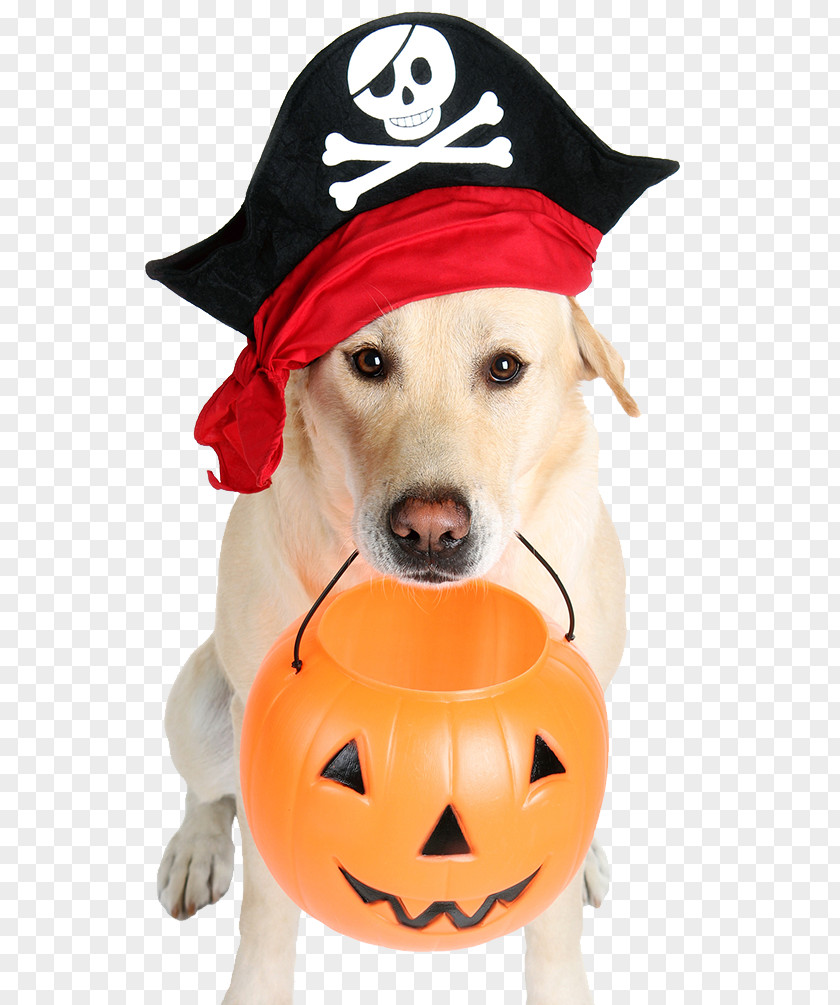 Halloween Pirate Dog The Who Saved Bad Pets: True Tales Of Misbehaving Animals Pets Save Christmas! PNG