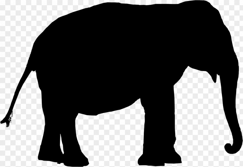 Indian Elephant African Cattle Mammal Clip Art PNG